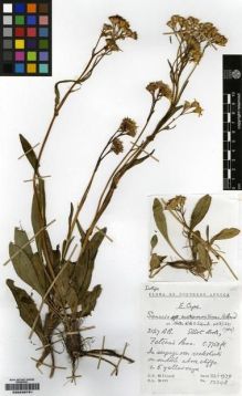 Type specimen at Edinburgh (E). Hilliard, Olive; Burtt, Brian: 12348. Barcode: E00239781.