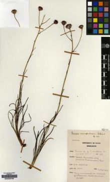 Type specimen at Edinburgh (E). Hilliard, Olive: 2404. Barcode: E00239782.