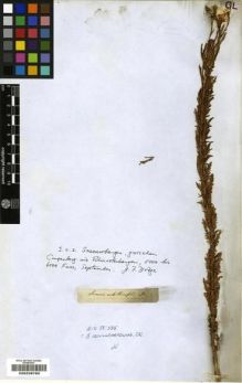 Type specimen at Edinburgh (E). Drège, Jean: . Barcode: E00239785.