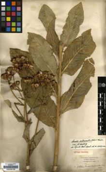 Type specimen at Edinburgh (E). Schimper, Georg: 1532. Barcode: E00239789.