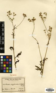 Type specimen at Edinburgh (E). Baum, Hugo: 68. Barcode: E00239790.