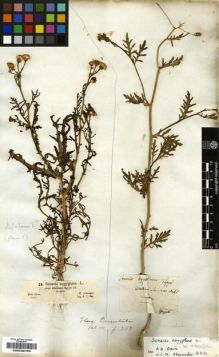 Type specimen at Edinburgh (E). Schimper, Wilhelm: 24. Barcode: E00239793.