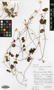 Type specimen at Edinburgh (E). Hilliard, Olive; Burtt, Brian: 12356. Barcode: E00239794.