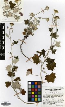 Type specimen at Edinburgh (E). Hilliard, Olive: 8095. Barcode: E00239798.
