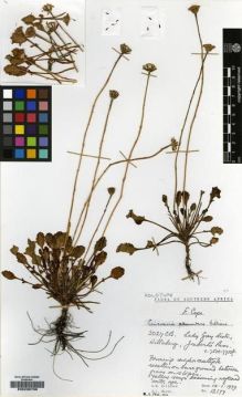 Type specimen at Edinburgh (E). Hilliard, Olive; Burtt, Brian: 12177. Barcode: E00239799.