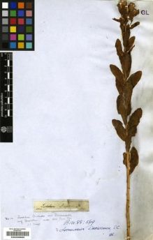 Type specimen at Edinburgh (E). Drège, Jean: . Barcode: E00239805.