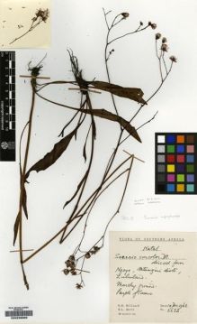 Type specimen at Edinburgh (E). Hilliard, Olive; Burtt, Brian: 5632. Barcode: E00239809.