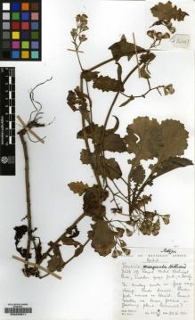 Type specimen at Edinburgh (E). Hilliard, Olive; Burtt, Brian: 14447. Barcode: E00239811.