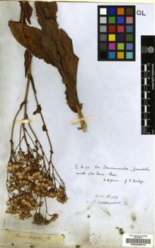 Type specimen at Edinburgh (E). Drège, Jean: . Barcode: E00239812.