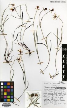 Type specimen at Edinburgh (E). Hilliard, Olive; Burtt, Brian: 17212. Barcode: E00239814.