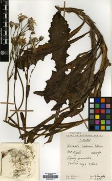 Type specimen at Edinburgh (E). Hilliard, Olive; Burtt, Brian: 5776. Barcode: E00239817.