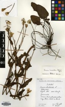 Type specimen at Edinburgh (E). Hilliard, Olive; Burtt, Brian: 3475. Barcode: E00239818.