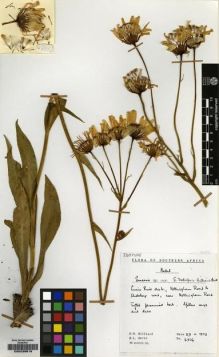 Type specimen at Edinburgh (E). Hilliard, Olive; Burtt, Brian: 6976. Barcode: E00239819.