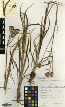 Type specimen at Edinburgh (E). Hilliard, Olive; Burtt, Brian: 7618. Barcode: E00239828.