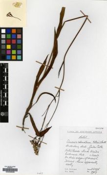 Type specimen at Edinburgh (E). Hilliard, Olive; Burtt, Brian: 7907. Barcode: E00239836.