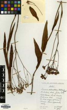 Type specimen at Edinburgh (E). Hilliard, Olive; Burtt, Brian: 7907. Barcode: E00239837.