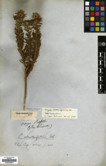 Type specimen at Edinburgh (E). Ecklon, Christian; Zeyher, Carl: . Barcode: E00239841.
