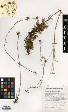 Type specimen at Edinburgh (E). Esterhuysen, Elsie: 28915. Barcode: E00239846.