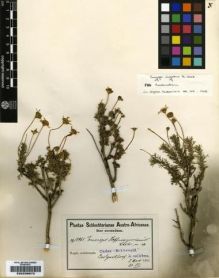 Type specimen at Edinburgh (E). Schlechter, Friedrich: 10965. Barcode: E00239872.