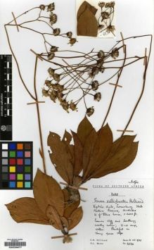 Type specimen at Edinburgh (E). Hilliard, Olive; Burtt, Brian: 8530. Barcode: E00239877.