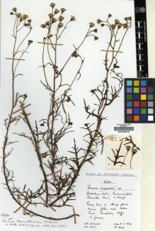 Type specimen at Edinburgh (E). Hilliard, Olive; Burtt, Brian: 8971. Barcode: E00239878.