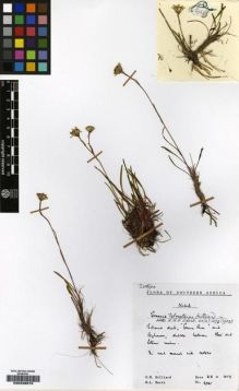 Type specimen at Edinburgh (E). Hilliard, Olive; Burtt, Brian: 6961. Barcode: E00239879.