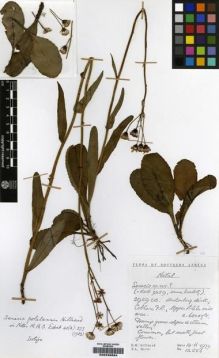 Type specimen at Edinburgh (E). Hilliard, Olive; Burtt, Brian: 12556. Barcode: E00239884.