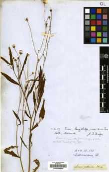Type specimen at Edinburgh (E). Drège, Jean: . Barcode: E00239885.