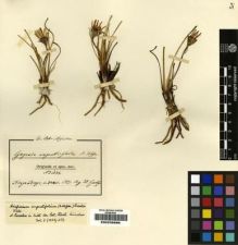 Type specimen at Edinburgh (E). Goetze, W: 1233. Barcode: E00239886.