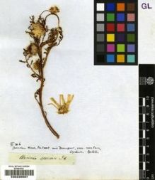Type specimen at Edinburgh (E). Drège, Jean: . Barcode: E00239887.