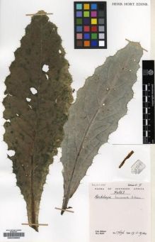 Type specimen at Edinburgh (E). Hilliard, Olive; Burtt, Brian: 17696. Barcode: E00239902.