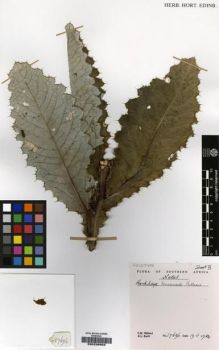 Type specimen at Edinburgh (E). Hilliard, Olive; Burtt, Brian: 17696. Barcode: E00239903.