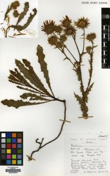 Type specimen at Edinburgh (E). Hilliard, Olive; Burtt, Brian: 14867. Barcode: E00239904.