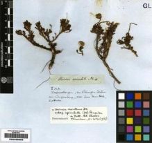 Type specimen at Edinburgh (E). Drège, Jean: . Barcode: E00239909.