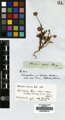 Type specimen at Edinburgh (E). Drège, Jean: . Barcode: E00239910.