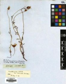Type specimen at Edinburgh (E). Drège, Jean: . Barcode: E00239911.