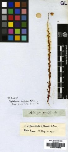 Type specimen at Edinburgh (E). Drège, Jean: . Barcode: E00239916.