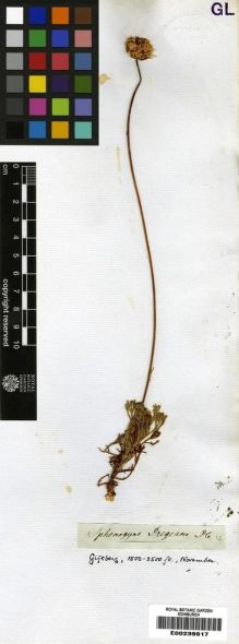 Type specimen at Edinburgh (E). Drège, Jean: . Barcode: E00239917.