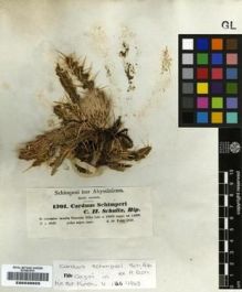 Type specimen at Edinburgh (E). Schimper, Georg: 1301. Barcode: E00239925.