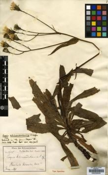Type specimen at Edinburgh (E). Volkens, George: 1525. Barcode: E00239938.