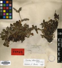 Type specimen at Edinburgh (E). Schimper, Georg: 614. Barcode: E00239942.