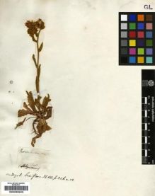 Type specimen at Edinburgh (E). Salzmann, Philipp: . Barcode: E00239945.