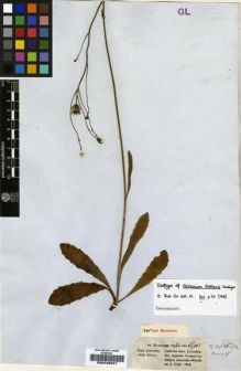 Type specimen at Edinburgh (E). Ecklon, Christian: 27. Barcode: E00239947.