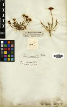 Type specimen at Edinburgh (E). Wiest, Anton: 597. Barcode: E00239948.