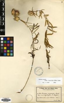 Type specimen at Edinburgh (E). Baum, Hugo: 993. Barcode: E00239950.