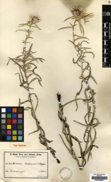 Type specimen at Edinburgh (E). Baum, Hugo: 926. Barcode: E00239951.