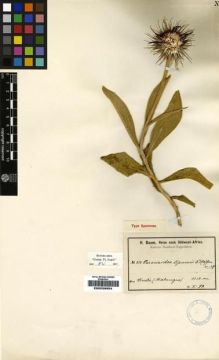Type specimen at Edinburgh (E). Baum, Hugo: 318. Barcode: E00239954.