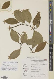 Type specimen at Edinburgh (E). Larsen, K.; Santisuk, T. & Warncke, E.: 3141. Barcode: E00240692.