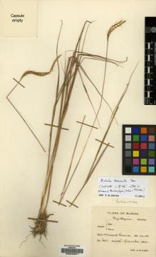 Type specimen at Edinburgh (E). Lace, John: 6051. Barcode: E00240871.
