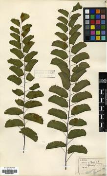 Type specimen at Edinburgh (E). Henry, Augustine: 9468B. Barcode: E00241601.
